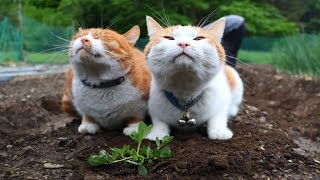 c様おまとめ　パネルポーチ　苺畑　猫さん　うさぎさん　7 パネルポーチ 猫と仲良しうさぎ 夜行列車 - メルカリ