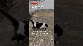 #동물농장 모자냥 찡찡이와턱시도 #동물농장 #tv동물농장 #길냥이들