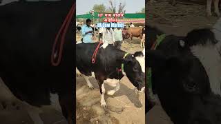 HF गाय बाजार सांगोला #शेतकरी #milk #viral #shortsvideo #cow #farming #dairy #hf #डेअरी #shorts #नाद