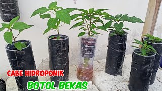 Cara menanam cabe hidroponik dengan  botol bekas