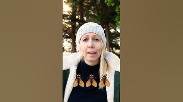 Drain flies vs. Fungus gnats vs. Fruit flies 🪰🪰🪰