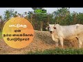 மாட்டுக்கு ஏன் நம்ம வைக்கோல் போடுறோம்?