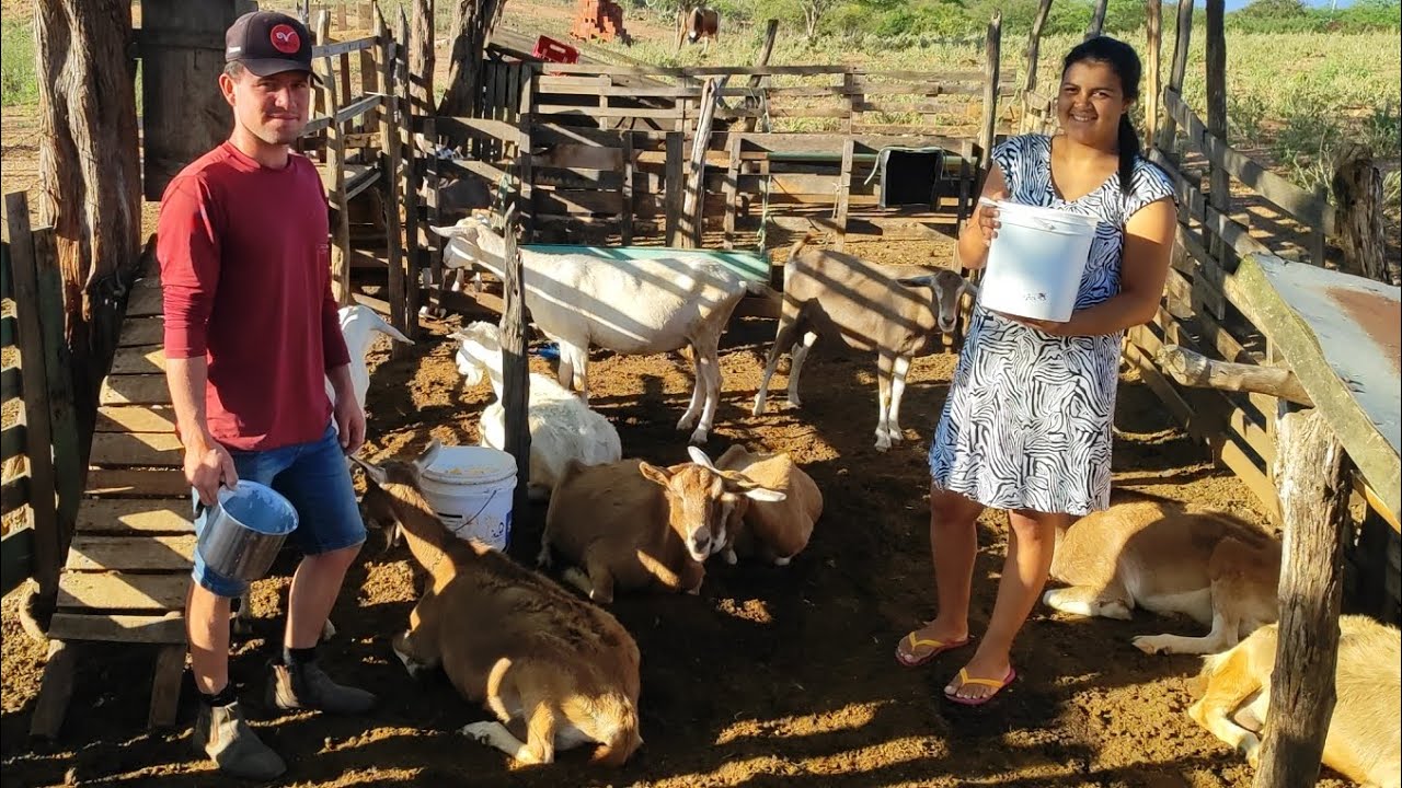 CHEGOU NOVA RAÇA DE CABRA LEITEIRA DA EUROPA. CONFIRA NO VIDEO NOVIDADE EM SOLEDADE NA PARAÍBA.