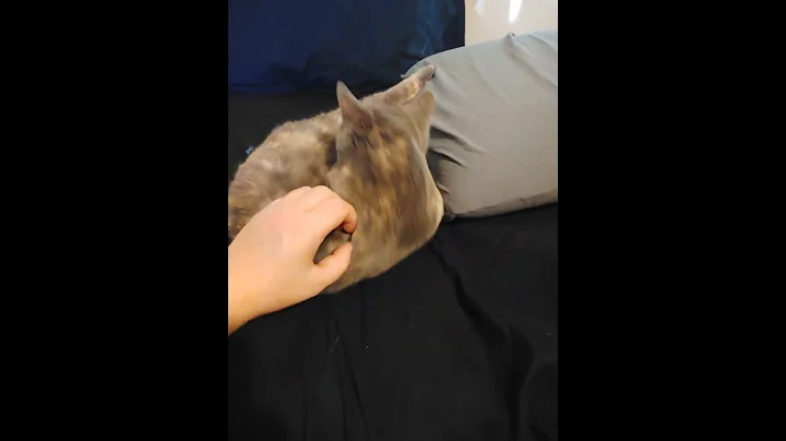 Video 11661141: cute munchkin cat