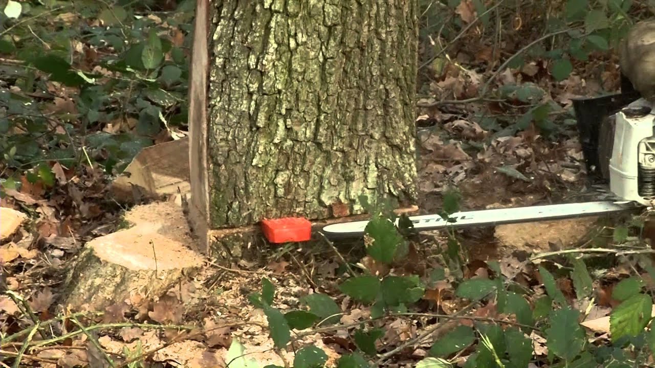 Erdészmester - A fa döntés irányítása