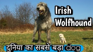 Irish wolfhound dog || irish wolfhound in india