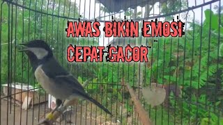 Glatik Batu Gacor Paling Cocok Buat Pemasteran