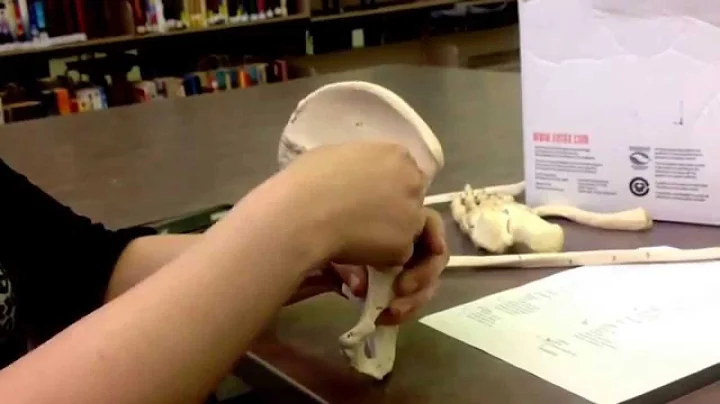 Pubis Bone (tutoring done by Jacquelyn Bailey) Kas...