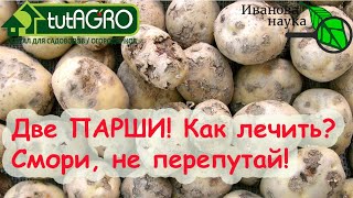 ШОК что я увидел на Ютуб-канале! Не слушайте ГЛУПЫХ о... защите растений! Две парши - два решения!