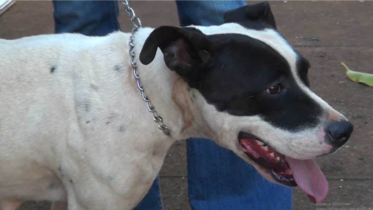 pitbull-que-atacou-outro-c-o-no-vila-garcia-ser-castrada-e-adestrada