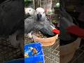 Grey Parrot Chicks Feeding Time #shorts #ytshorts #youtube #youtubeshorts