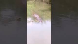Awas..!! Begini cara buaya raksasa menyergap mangsa #Shorts video.