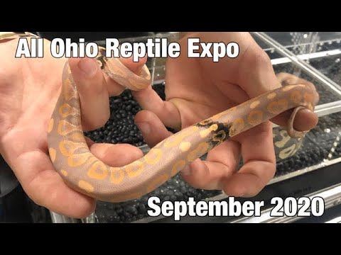 All Ohio Reptile Expo | September 2020 - YouTube