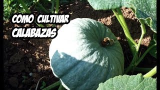 Como Cultivar Calabaza o Zapallo | Huerto Organico