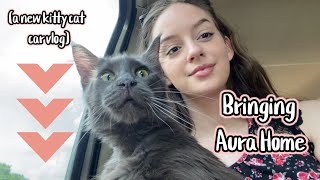 Bringing Aura Home! Dad’s Maine Coon Cat | (a new kitty cat car vlog)