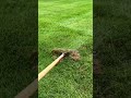 simple smart tool for combing dry grass #shorts