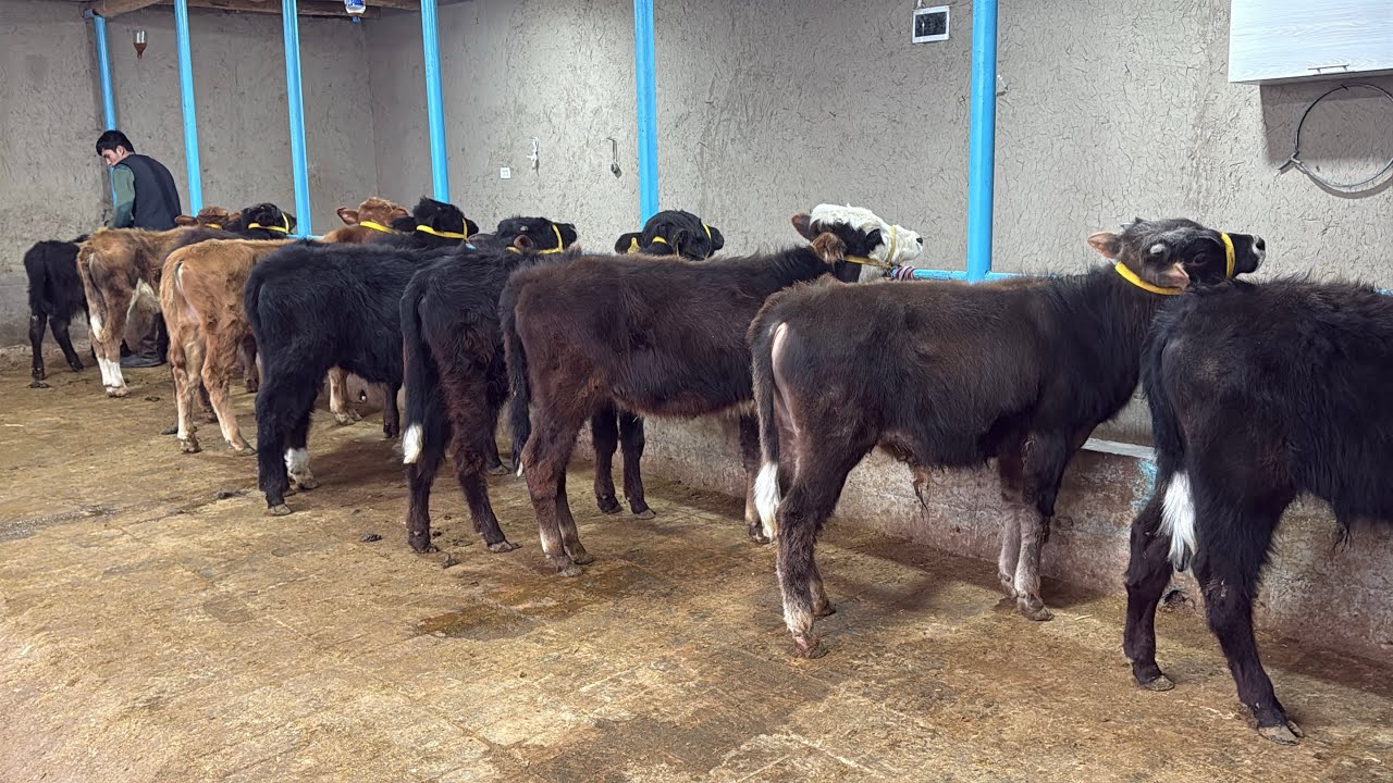 📝 ISHONCHLI YOSH SHVET VA QORA BUQACHALARNI YAXSHILARINI OLAMAN DEGANLAR UCHUN🤝