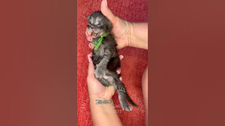 Watch the video about Available Green Collar TICA European Maine Coon #mainecoon #kitty #kitten #fyp #mainecoonkittens