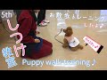 【しつけ】 お散歩トレーニングの第一歩！がんばる子犬が可愛い！【トイプードル】【犬】【dog】Puppy walk training【toy poodle】