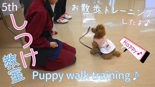 【しつけ】 お散歩トレーニングの第一歩！がんばる子犬が可愛い！【トイプードル】【犬】【dog】Puppy walk training【toy poodle】