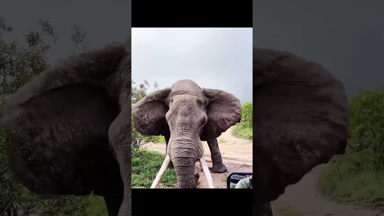 Elephants are huge, powerful, and strong.