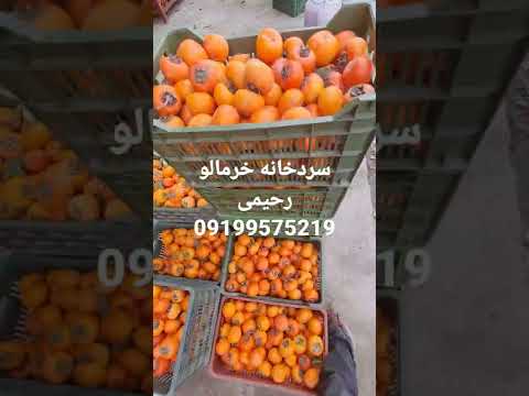 سردخانه خرمالو خرمالو خرمالو صادراتی