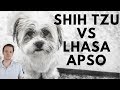 Shih Tzu vs Lhasa Apso difference の動画、YouTube動画。