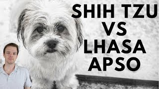 Shih Tzu vs Lhasa Apso difference