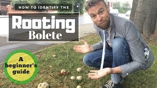How to Identify the Rooting Bolete: A Beginner's Guide