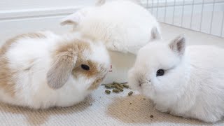 TWO HUNDRED RABBITS ロンゾ・アンダーソン 200匹のうさぎ Two Hundred Rabbits | ロンゾ アンダーソン, アダムズ