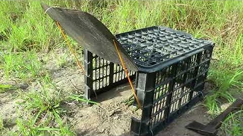 Simple Rabbit Trap   Technique Build Easy Rabbit Trap Using Plastic Basket