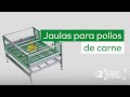 🐣 JAULAS PARA POLLOS DE CARNE. GALPONES DE ENGORDE, ZUCAMI, LA AVICULTURA MODERNA AUTOMATIZADA