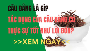 Câu Đằng là gì? Tác dụng của Câu Đằng có thực sự tốt như lời đồn?