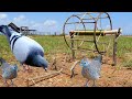 Easy Bird Trap Technology - How to make Colored Pencil Bird Trap