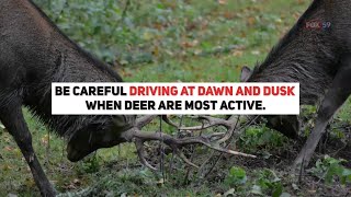 Tips to avoid a deer collision