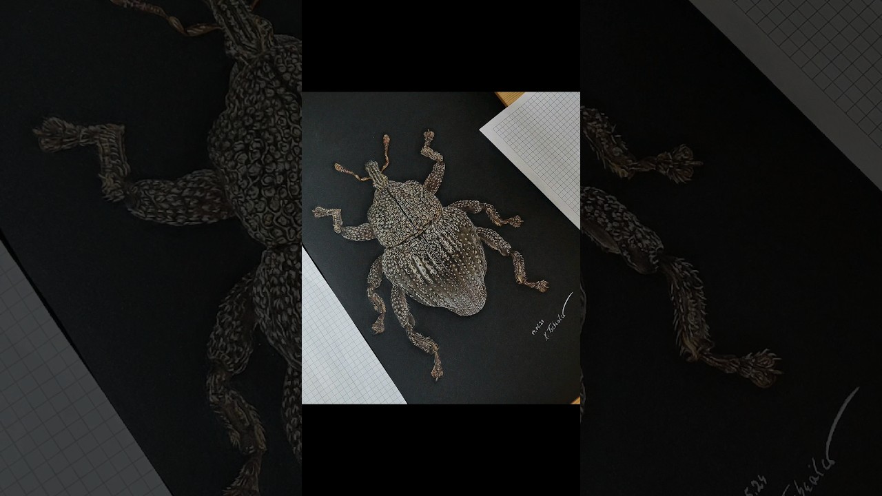 Trigonopterus cuprescens | Making-of 