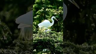 The Secret Life Of Egrets Beauty, Skill, And Survival