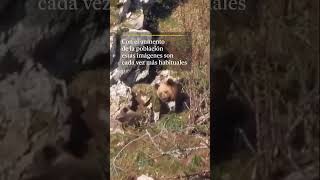 Se multiplican los encuentros con osos en la Cordillera Cantábrica tras el fin de la hibernación