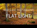 Woodland Photography and Flat Light