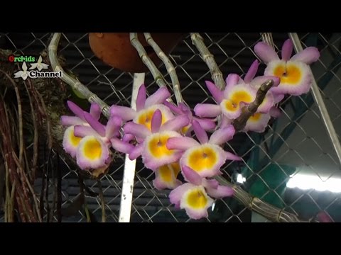 Dendrobium Primulinum variant with dark purple color | long tu lào | hoa tím đậm rất đẹp | Foci