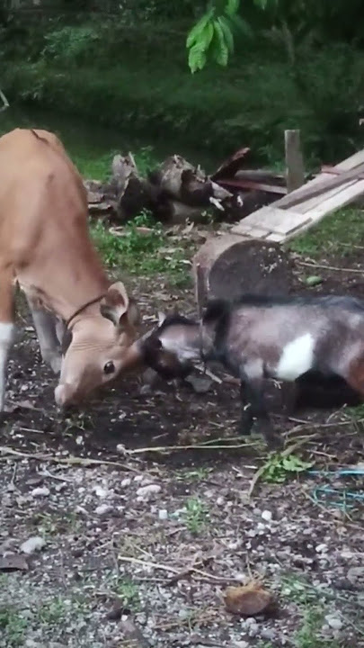 Sapi vs Kambing / #shorts #goat