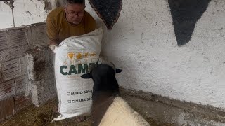 O FILHO DE CHICO ME FERROU 😱 não dá tempo de colocar o comer!