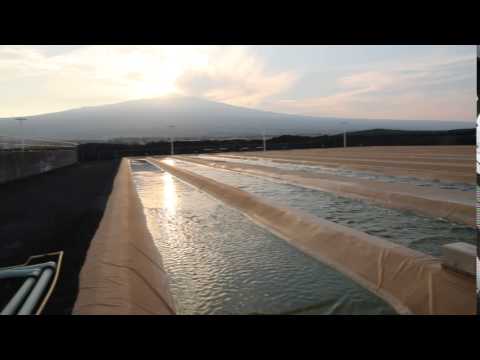 Cellana's Demonstration Facility in Kona, Hawaii Island.