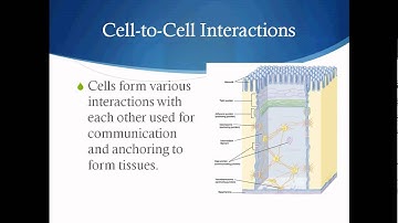 Modeling of Cell Migration