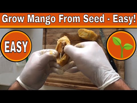 Video: Hur Man Odlar Mango Från Utsäde Hemma