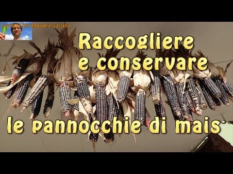 Video: Informazioni sulla raccolta del mais: quando e come raccogliere il mais dolce