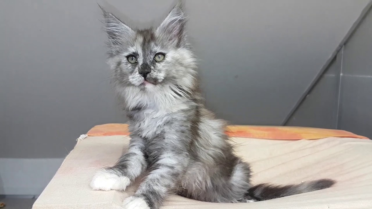 Chaton Maine coon Nuance Grey du cooncalypsos - YouTube