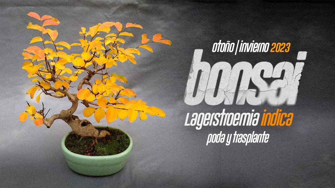 Bonsai de LAGERSTROEMIA INDICA | trasplante veraniego | Evolución