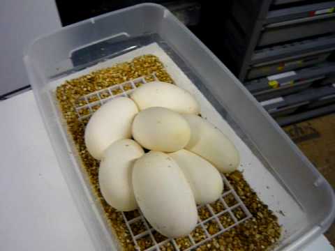 Setting Up Ball Python Eggs #3 of 3 - YouTube
