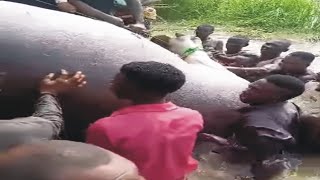 Youths k*ll 'monster' Hippopotamus terr0rising Benue waterways (video)